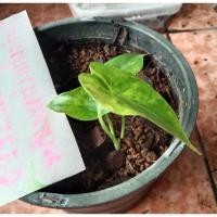 ราคา ต้นบอนหูช้างด่างเหลือง หูช้างด่างเหลือง (9590245413)