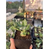 ราคา ต้นมะพร้าวทะเลทราย Dorstenia horwoodii hybrid (13475873176)