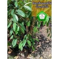 ราคา ต้นทุเรียนชะนีไข่ ต้นใหญ่มาก พร้อมปลูก ต้นแข็งแรง สินค้าเสียหาย แจ้งทางร้านได้เลยจ้า (18125856545)