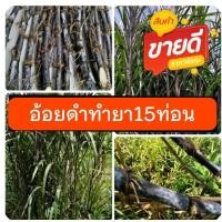 ราคา อ้อยดำทำยา15ท่อนตัดยาวๆ ต้นพันธุ์อ้อยหายากสีดำ อ้อยดำอ้อยแดง ลำสวยๆ (11106569039)