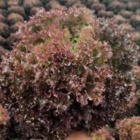 ราคา เมล็ดผักสลัด เรดคอรัล เมล็ดเคลือบ Enza แบ่งขาย 100 เมล็ด (13065822127)