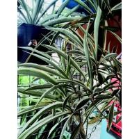 ราคา ต้น เศรษฐีเรือนนอก ต้นไม้มงคล เสริมโชคลาภ (41319627497)