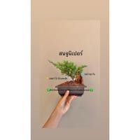 ราคา สวนถาดสนจูนิเปอร์ กระถางพลาสติก6*4นิ้ว (28093850247)