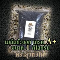 ราคา เมล็ดถั่วงอก ถั่วเขียวผิวดำ ถั่วแขก (ตราลุงหัวโต) สำหรับปลูกถั่วงอกโดยเฉพาะ (Black matpe beans) ขนาด 1 กิโลกรัม (12021601609)