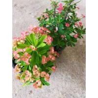 ราคา ต้นโป๊ยเซียนแคระดอกสีแดง(ลูกไม้) (10523804055)