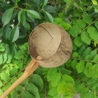 ราคา กระบวยตักน้ำทำจากกะลามะพร้าวด้ามไม้สักแท้ 100% (12913993108)