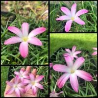 ราคา บัวดินZ.Winter sweet 15หัว (11024567194)