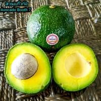 ราคา อโวคาโดพันธุ์​ เฟอร์​เต้ /บูท7/ฮอลล์​ (ตัดใหม่​14/10/65) (7359936600)
