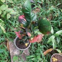 ราคา โกสน ศรีสง่า ต้นโกสน ไม้มงคลต้นใหญ่ (14909548125)