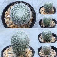 ราคา แมมเข็มเงิน ไม้มงคล ไม้ประดับ พืชอวบน้ำ แคคตัส กระบองเพชร (Mammillaria Geminispina) (8713673044)