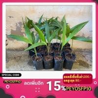 ราคา หมากนวล ต้นหมากนวลสีทอง หรือ ปาล์มเยอรมัน ไม้ประดับ พร้อมปลูก (3963339664)