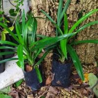 ราคา ต้นใบเตยหอม ต้นเตย ใบเตยใช้ต้มข้าวต้ม ทำขนม (6538242363)