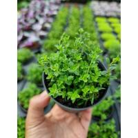 ราคา ใบไทม์ (Thyme) สมุนไพร...กระถาง 3 นิ้ว (26453662167)