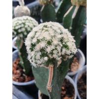 ราคา แมมขนนกสโนว์ mammillaria plumosa cv snowแคคตัส/กระบองเพชร (2344261691)