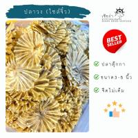 ราคา ปลาวงไซส์จิ๋ว ปลาวงจืด ปลาตุ๊กกา (25135868550)