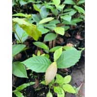 ราคา ต้นยางนา ต้นยาง เพาะเมล็ด (40452361997)