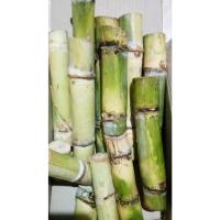 ราคา พันธุ์อ้อยคั้นน้ำสุพรรณบุรี50 ชุด 20 ข้อตา (44056989086)