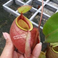 ราคา หม้อข้าวหม้อแกงลิง (ต้นใหญ่) (2285803083)