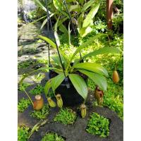 ราคา ต้นไม้กินแมลงต้นหม้อข้าวหม้อแกงลิง (28124225163)