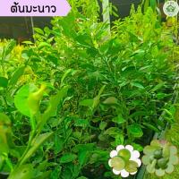 ราคา ต้นมะนาว พร้อมปลูก ต้นมะนาวแป้น ต้นมะนาวแบบเพาะเมล็ด แข็งแรง ราคาถูก (21556491228)