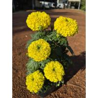 ราคา ต้นดาวเรืองดอกสีเหลือง ดอกใหญ่ กลิ่นหอมไกลหอมสดชื่น ติดดอกดก ต้นพร้อมปลูก (45603289433)