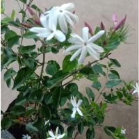 ราคา ต้นมะลุลี/ไม้พุ่มเลื้อย ดอกมีกลิ่นหอมทั้งวัน/แบบชำกิ่ง (13762317888)