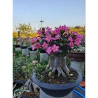 ราคา ชวนชม สายพันธุ์กาละแม ขนาดกระถาง 12 นิ้ว (25615305589)