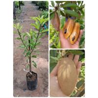 ราคา ต้นละมุดกระสวยมาเลย์(เสียบยอด)ต้นพร้อมปลูก (40325178465)