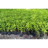 ราคา ต้นเบาบับแอฟริกาแท้ มหัศจรรย์50คนโอบ ต้นกล้า (10803726566)