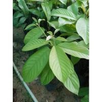 ราคา ต้นละไม เสียบยอด มีรสชาติหวานอมเปรี้ยว เนื้อฟูนุ่มฉ่ำน้ำสีขาว มีกลิ่นหอม (15389797413)