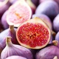 ราคา 1 ต้นมะเดื่อฝรั่ง พันธุ์ อีรักกี้ Iragi Fig ลูกฟิก ลำต้นสูง 30-40 ซม (6268985711)