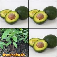 ราคา (1ต้น)(vาย ต้นพันธุ์) ต้น อโวคาโด้ พันธุ์ แฮส และทบูท 7 อะโวคาโด booth 7 avocado ไร่อิงดาว (15145232689)