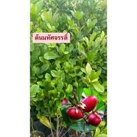 ราคา ต้นมิราเคิ้ล หรือ ต้นมหัศจรรย์ สมุนไพร (23331746408)