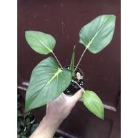 ราคา ต้นเสน่ห์จันทร์ขาวต้นกลาง (13375094118)