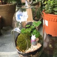 ราคา สวนขวดแก้ว_แต่งสวนขวดจิ๋ว (1233068305)