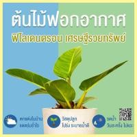 ราคา ต้นไม้ฟอกอากาศ ฟิโลเดนดรอนเศรษฐีรวยทรัพย์ ต้นไม้ประดับ ต้นไม้จัดสวน ต้นไม้มงคล (5529048832)