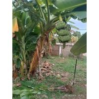 ราคา หน่อกล้วย กล้วยน้ำว้าเตี้ย (28516553898)