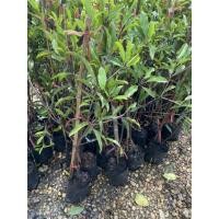 ราคา ละมุดสาลี่ยักษ์ ต้นละมุดสาลี่ยักษ์ (4151528466)