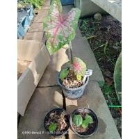 ราคา ไก่ฟรอริด้า แคลอรีนวอลตัน #บอนสีไก่ฟรอริด้า#บอนสีนำเข้า (14710867565)