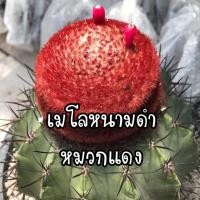 ราคา เมล็ดพันธ์ุแคคตัส เมโลหนามดำ Melocactus salvadorensis 50 เมล็ด กระบองเพชร (6801700643)