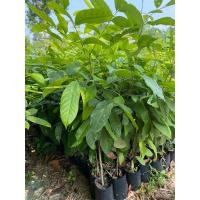 ราคา ต้นมะฮอกกานีสูง50-70ซม.สั่งขั้นต่ำ3ต้นคละต้นอื่นได้ (25769659475)