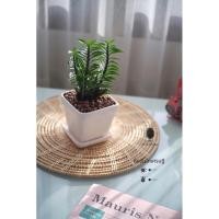 ราคา ต้นบันไดเศรษฐี ต้นไม้มงคล (3753578461)