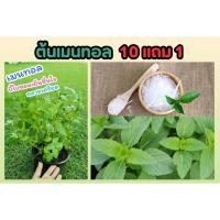 ราคา ต้นเมนทอล​ กระถาง 6 นิ้ว​ ต้นไม้สมุนไพร ไม้ประดับ​ สมุนไพร​ ต้นไม้ ฟอกอากาศ สวน จัดสวน แต่งบ้าน สวนครัวปลอดสาร สาระแหน่ (24471675546)