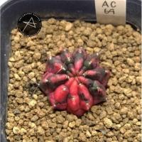 ราคา No. AC69 / ยิมโนด่างโคนญี่ปุ่น ชำหน่อมีราก ขนาด 3.2 cm. (Gymnocalycium Mihanovichii Variegata) (4361772720)