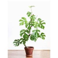 ราคา มอนสเตอร่า จินนี่ พันธุ์แคระ " Monstera Ginny " ไม้เลื้อย ไม้ฟอกอากาศ (16059346488)