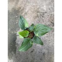 ราคา กวักใบโพธิ์ด่าง ฟอร์มสวย ด่างดีไม่มีหลุดสักใบ (10319932512)