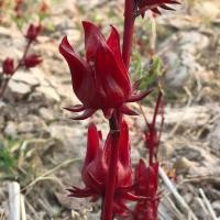 ราคา เมล็ดพันธุ์กระเจี๊ยบ กระเจี๊ยบแดง พันธุ์ซูดานแท้ 50-150 เมล็ด มีคู่มือปลูก [10 แถม 1 คละได้] (24822706865)