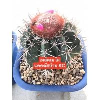 ราคา เมล็ดแคคตัส เมล็ดเมโล (13758444687)