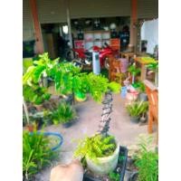 ราคา บอนไซมะขามเกาะซาก ทานูกิ กระถางปูน (12119420057)