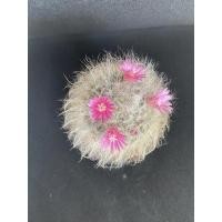 ราคา แมมขนแมว แคคตัส (MondMage Cactus) (20070828934)